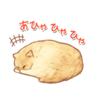 タマ 実写風猫スタンプ（個別スタンプ：23）