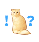タマ 実写風猫スタンプ（個別スタンプ：24）