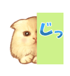 タマ 実写風猫スタンプ（個別スタンプ：25）