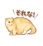 タマ 実写風猫スタンプ（個別スタンプ：28）