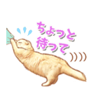 タマ 実写風猫スタンプ（個別スタンプ：29）