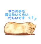 タマ 実写風猫スタンプ（個別スタンプ：30）