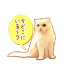 タマ 実写風猫スタンプ（個別スタンプ：31）