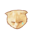タマ 実写風猫スタンプ（個別スタンプ：34）