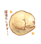 タマ 実写風猫スタンプ（個別スタンプ：35）