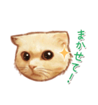 タマ 実写風猫スタンプ（個別スタンプ：36）