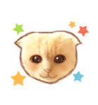 タマ 実写風猫スタンプ（個別スタンプ：40）