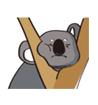 Koala's life 1（個別スタンプ：37）