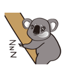 Koala's life 1（個別スタンプ：40）