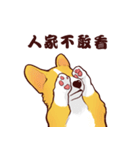 Corgi want to say（個別スタンプ：31）
