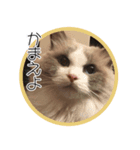 らぐどーるのまぐろ（個別スタンプ：1）