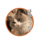 らぐどーるのまぐろ（個別スタンプ：2）