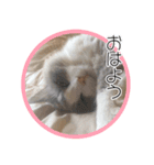 らぐどーるのまぐろ（個別スタンプ：3）