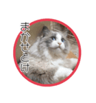 らぐどーるのまぐろ（個別スタンプ：4）
