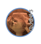 らぐどーるのまぐろ（個別スタンプ：5）