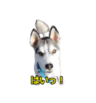 ハスキー犬のレオ写真スタンプ（個別スタンプ：7）