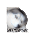 ハスキー犬のレオ写真スタンプ（個別スタンプ：17）