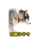 ハスキー犬のレオ写真スタンプ（個別スタンプ：19）