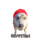 ハスキー犬のレオ写真スタンプ（個別スタンプ：34）