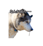 ハスキー犬のレオ写真スタンプ（個別スタンプ：39）