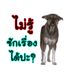 My name's P'TO（個別スタンプ：1）