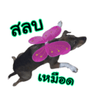 My name's P'TO（個別スタンプ：3）