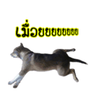 My name's P'TO（個別スタンプ：4）
