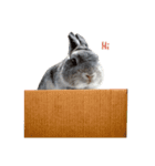 Shaithebunny（個別スタンプ：1）