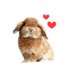 Shaithebunny（個別スタンプ：2）