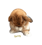Shaithebunny（個別スタンプ：6）