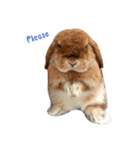 Shaithebunny（個別スタンプ：8）