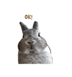 Shaithebunny（個別スタンプ：9）