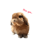 Shaithebunny（個別スタンプ：10）