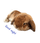 Shaithebunny（個別スタンプ：12）