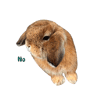 Shaithebunny（個別スタンプ：14）