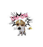 PUPPY MUNNE（個別スタンプ：5）