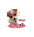 PUPPY MUNNE（個別スタンプ：7）