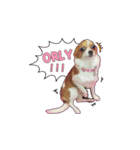 PUPPY MUNNE（個別スタンプ：9）