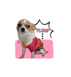 PUPPY MUNNE（個別スタンプ：11）