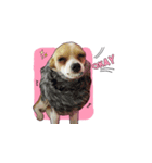 PUPPY MUNNE（個別スタンプ：12）