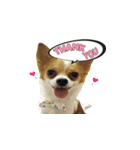 PUPPY MUNNE（個別スタンプ：13）