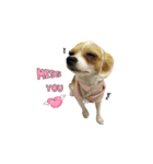 PUPPY MUNNE（個別スタンプ：16）