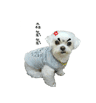 Maru baby（個別スタンプ：1）
