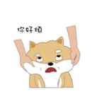 柴犬の毎日（個別スタンプ：1）