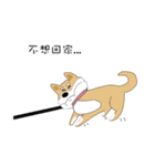柴犬の毎日（個別スタンプ：5）
