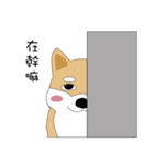 柴犬の毎日（個別スタンプ：6）