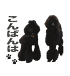 黒犬兄弟（個別スタンプ：2）