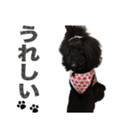 黒犬兄弟（個別スタンプ：6）