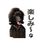 黒犬兄弟（個別スタンプ：7）