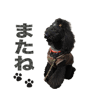 黒犬兄弟（個別スタンプ：8）